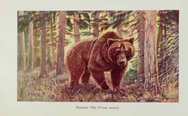 1926 - Brauner Bär (Ursus arctos) - alter Druck